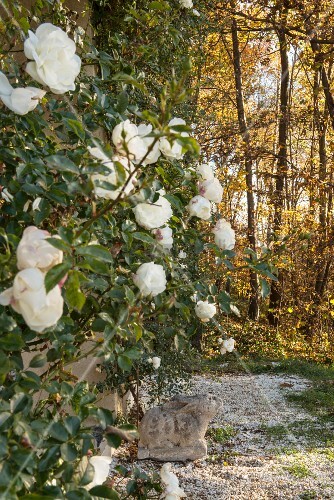 Weisse Kletterrose Und Verwitterte Bild Kaufen 12261887