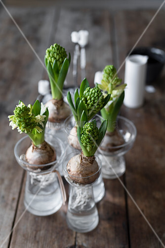 Hyacinths In Bulb Vases On Wooden Table Buy Image 12622221