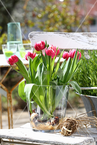 Pink Tulips With Bulbs In Glass Vase Buy Image 12675129