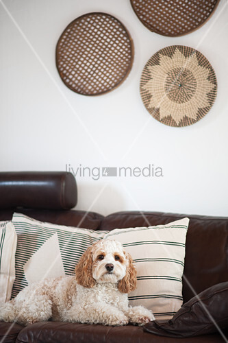 dogs and leather sofas